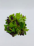 Coolibah (R) Organic Mesclun
